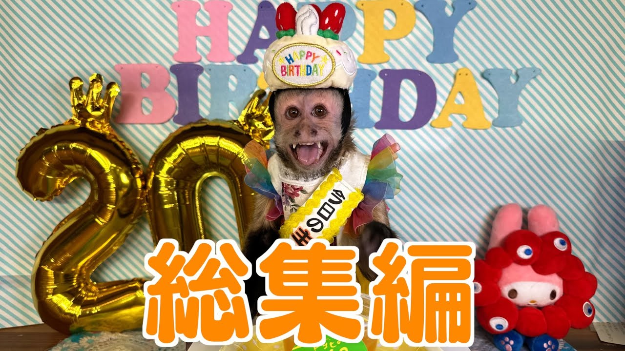 【２０２５年 総集編】皆様ありがとうございました。モンキーふーちゃん🐒こたつで最後のご挨拶 #モンキーふーちゃん #フサオマキザル #パンくん