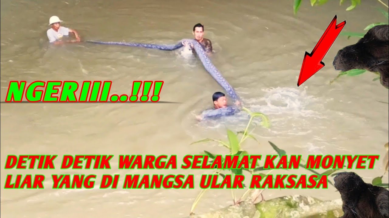 NGERI.. DETIK DETIK WARGA SELAMAT KAN MONYET LIAR YANG DI MANGSA ULAR RAKSASA 