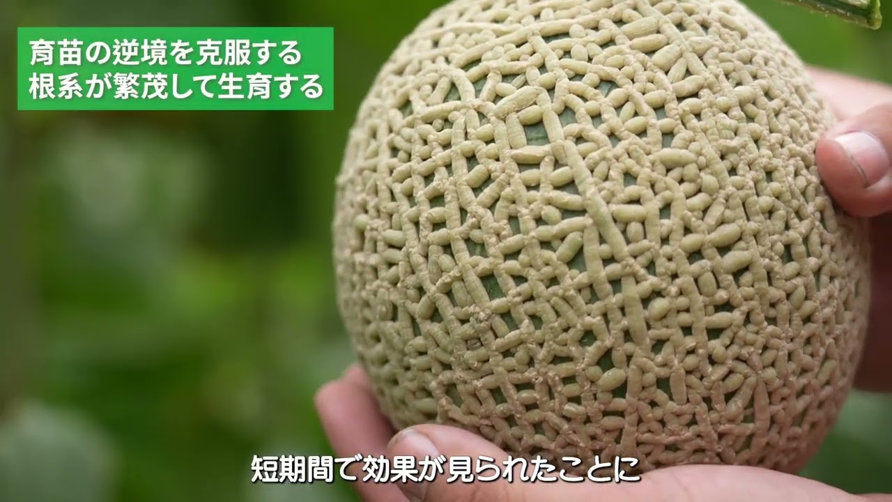 野菜作物応用: メロン ダイジェスト版動画