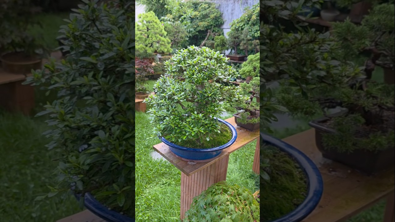 2 months in 15 seconds🌳#bonsai #timelapse #fyp #fy #diy #channel #shorts #hacks #tips #tutorial