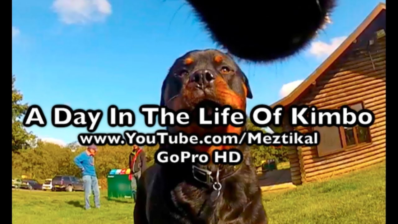 GoPro Dog - A Day In The Life Of Kimbo - Camera mounted on my Rottweiler at the woods