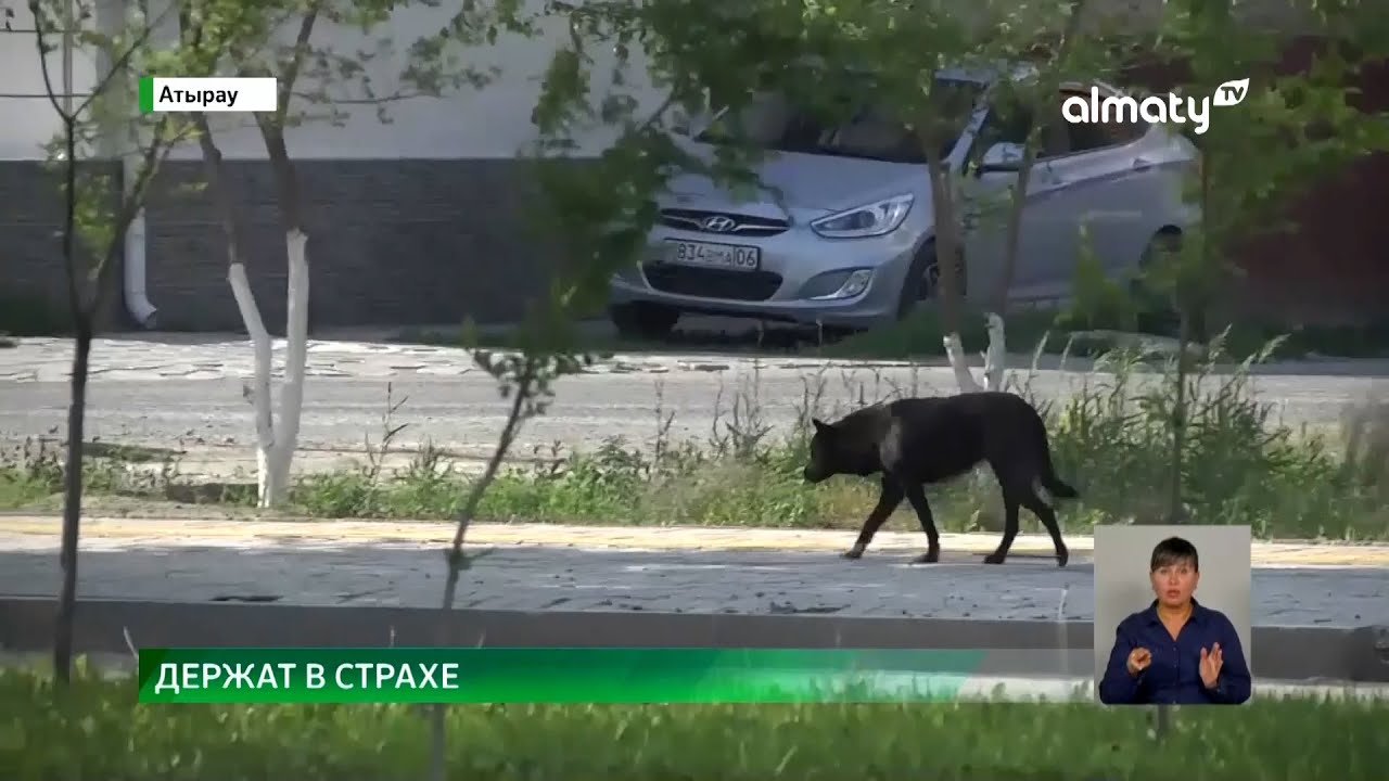 Держат людей в страхе: бродячие собаки нападают на жителей Атырау
