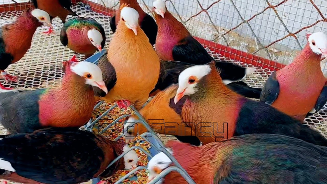 pigeon farm & fancy pigeon loft - breeding fancy pigeon Farm Footage Compilation.