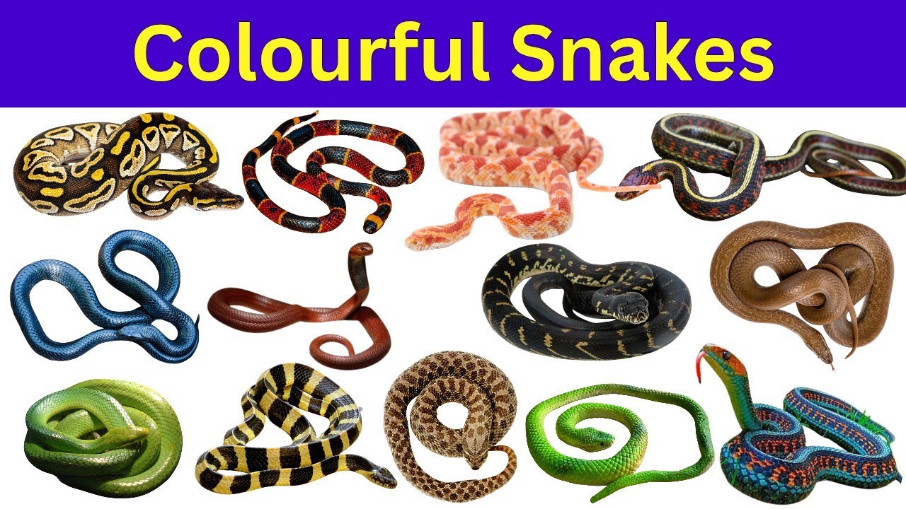 35 Colorful Snakes of the World 🌈 | Beautiful & Amazing Snakes | Educational Video | Snakes