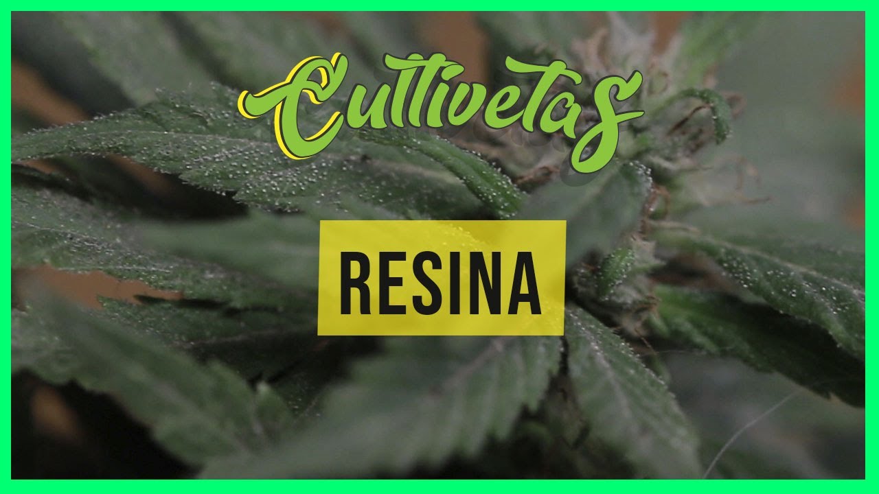 Resina planta de Cannabis - Etapa de los tricomas