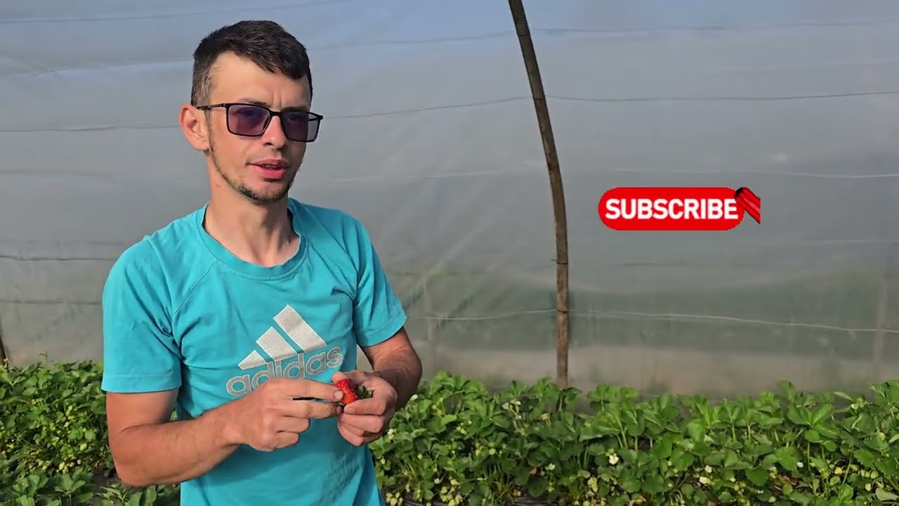 Ce soiuri de capsuni avem in cultura?