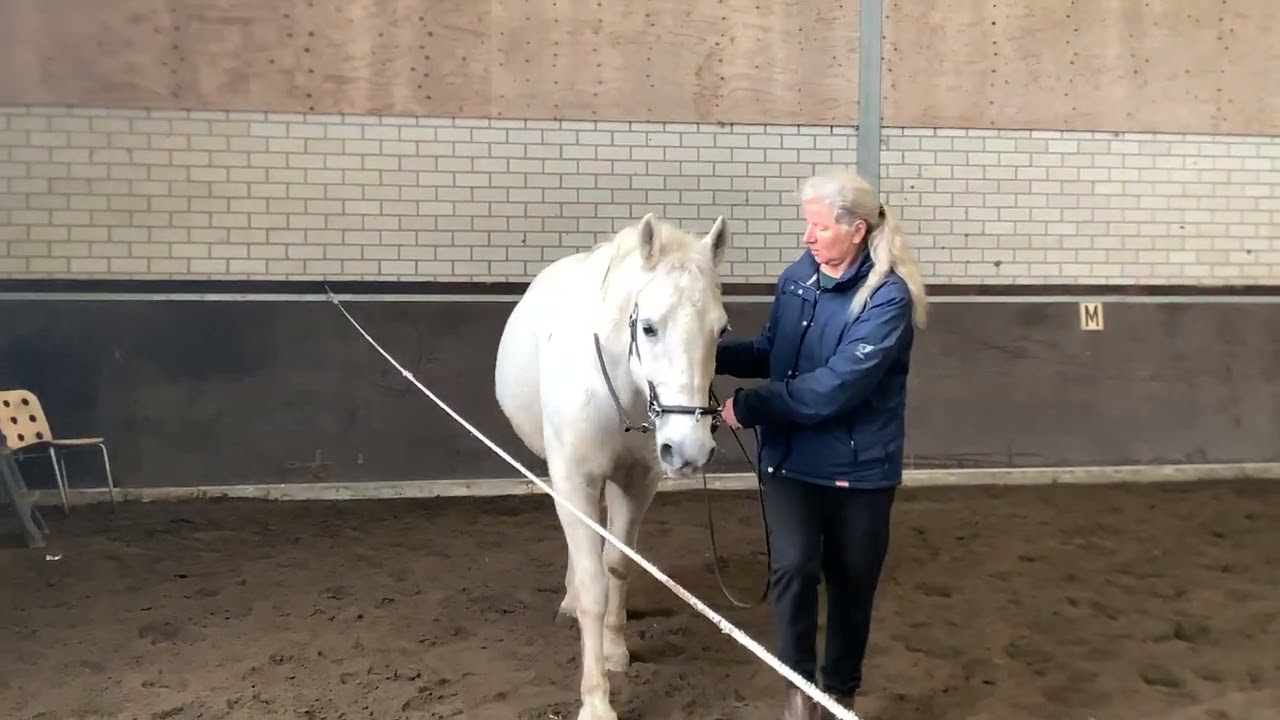 Bartha horsetraining