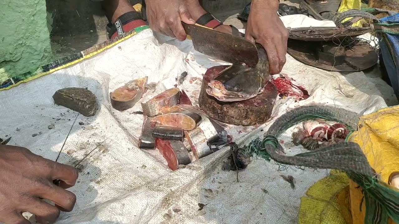 Locale fish🌊🐬 market monster fish cutting 🐬 करजगी मच्छी मार्केट 🐬