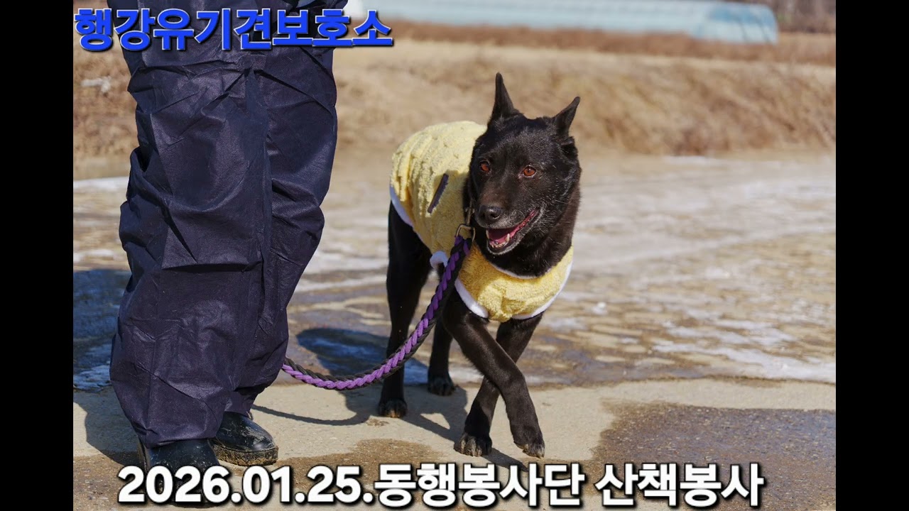 동행봉사단 산책봉사 #행강유기견보호소 