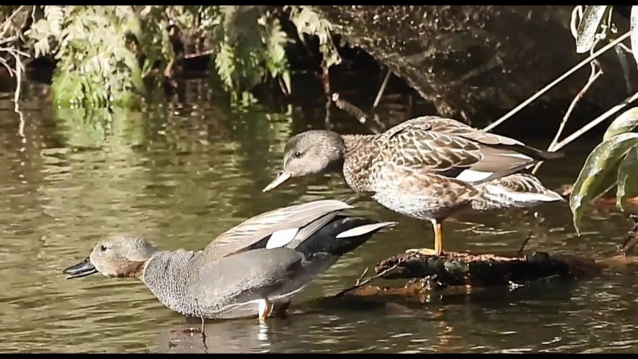Moments of Calm : A Spot-Billed Duck's Foraging and Rest by the Pond