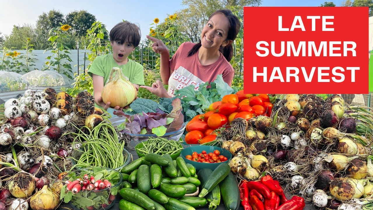 Our Biggest Harvest EVER    ~  100% ORGANIC