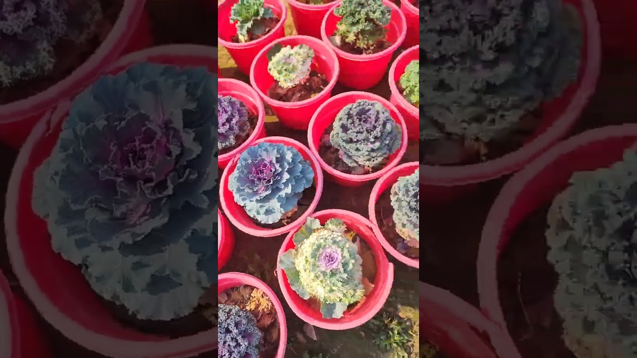 মানিপ্লান্ট গুলো দেখুন কি সুন্দর,।#moneyplant #nursery #mitalifestyie