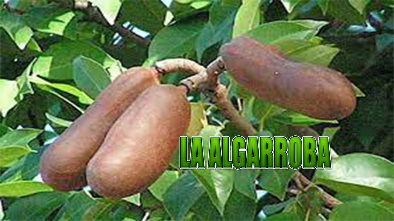 La Algarroba Y SUS PROPIEDADES CURATIVAS
