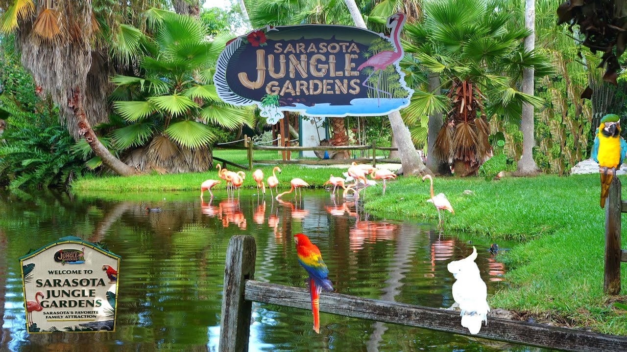 Sarasota Jungle Gardens - Sarasota, FLA