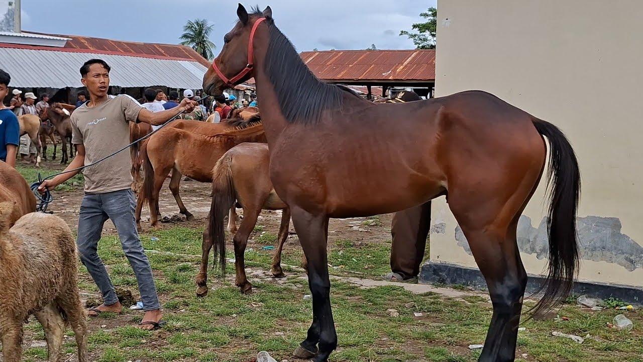 SUPER TALL STALLION REVIEW: THE MAIN ATTRACTION AT THE HORSE SALES CENTER