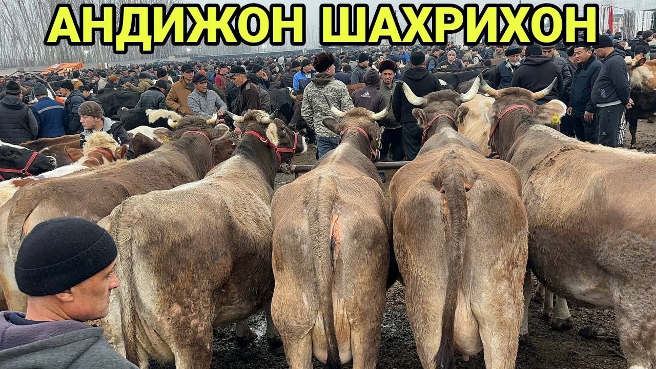17 февраля 2026 г АНДИЖОН ШАХРИХОН ЧУЖА МОЛ БОЗОРИ СИГИРЛАР БУГОЗЛАР НАРХЛАРИ ANDIJON SHAXRIHON MOL