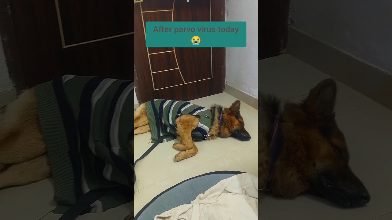 Parvo Virus Attack😭🙏#like #share #doglover #leoworld #viral #emotional #sad #love #support #care