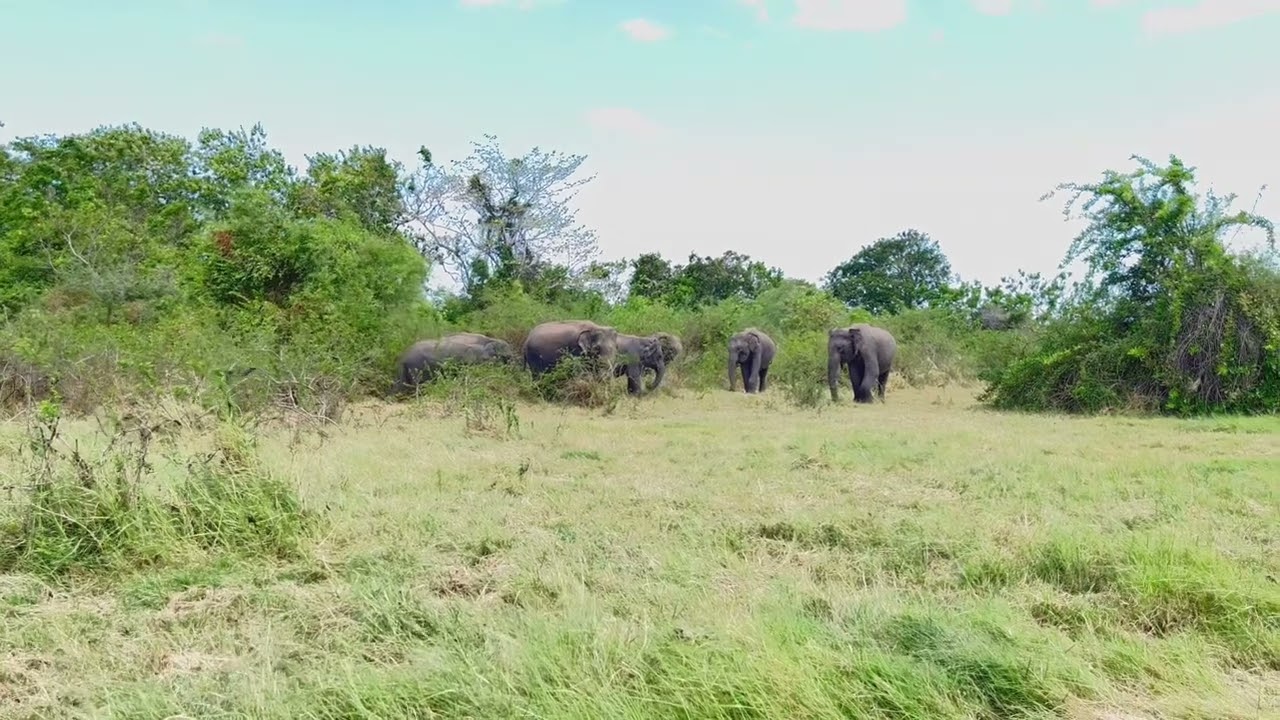 Treatment to injured elephant.