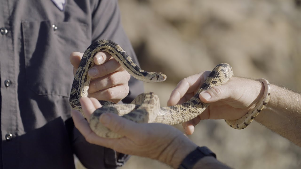 Understanding Desert Snakes with Nevada’s Reptile Biologist | Outdoor Nevada