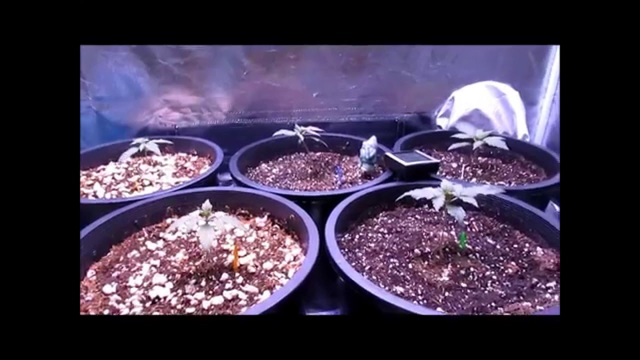 PissDrunx0420 AutoFlower Grow: S2 E3  Germinating Dark Dragon