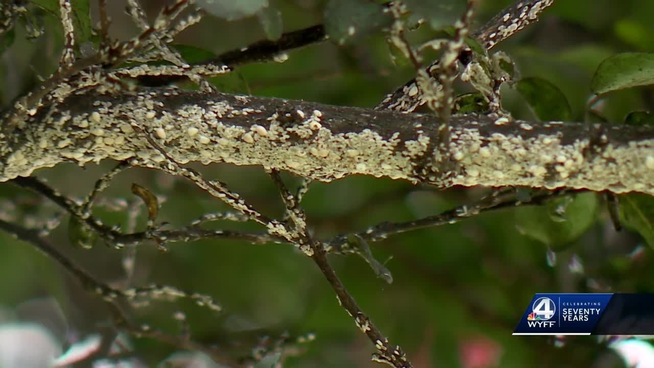 Arborists warn of invasive insects causing harm to Upstate Crape Myrtle Trees