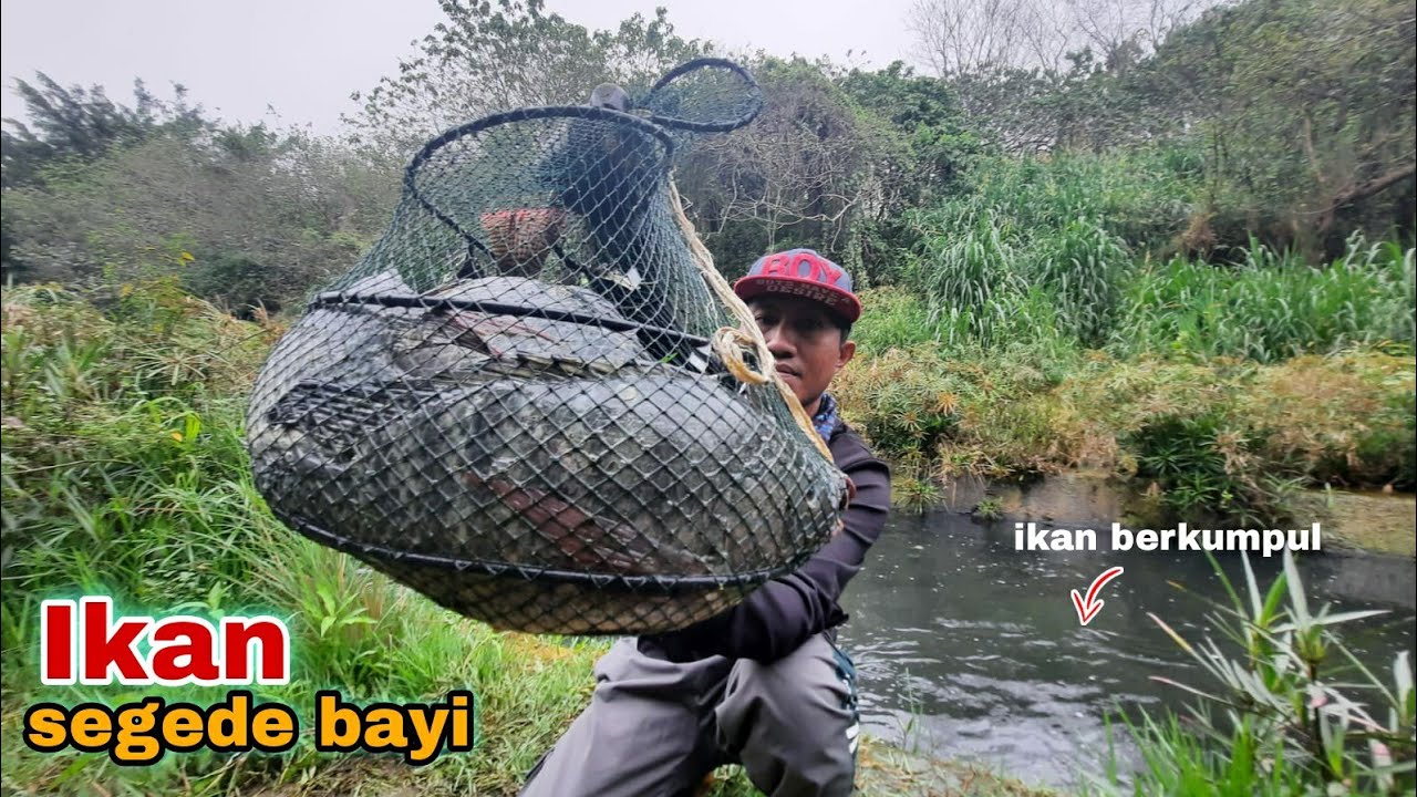 Rejeki Pemancing Tegek Umpan Baru Turun Langsung Di Makan Ikan Nila Babon Ekor Merah