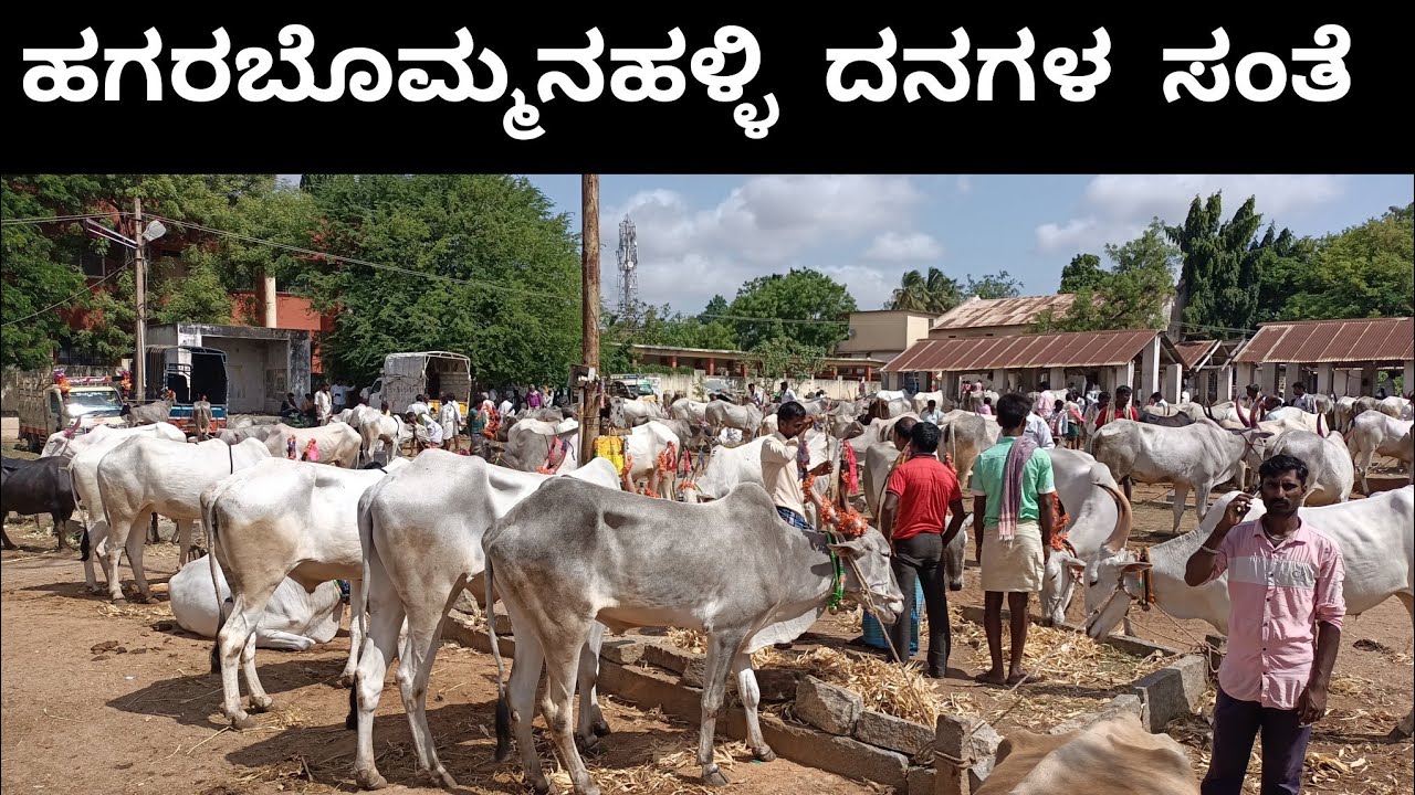 ಹಗರಬೊಮ್ಮನಹಳ್ಳಿ ದನಗಳ ಸಂತೆ | HAGARIBOMMANAHALLI CATTLE MARKET | COW MARKET |