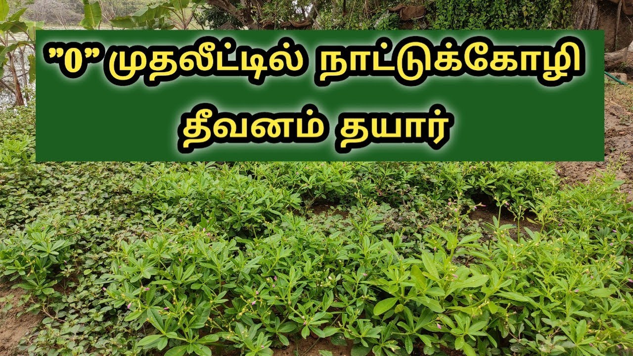 நாட்டுக்கோழி தீவன மேலாண்மை|குறைந்த செலவில் தயாரிப்பது எப்படி|Country chicken Fodder management