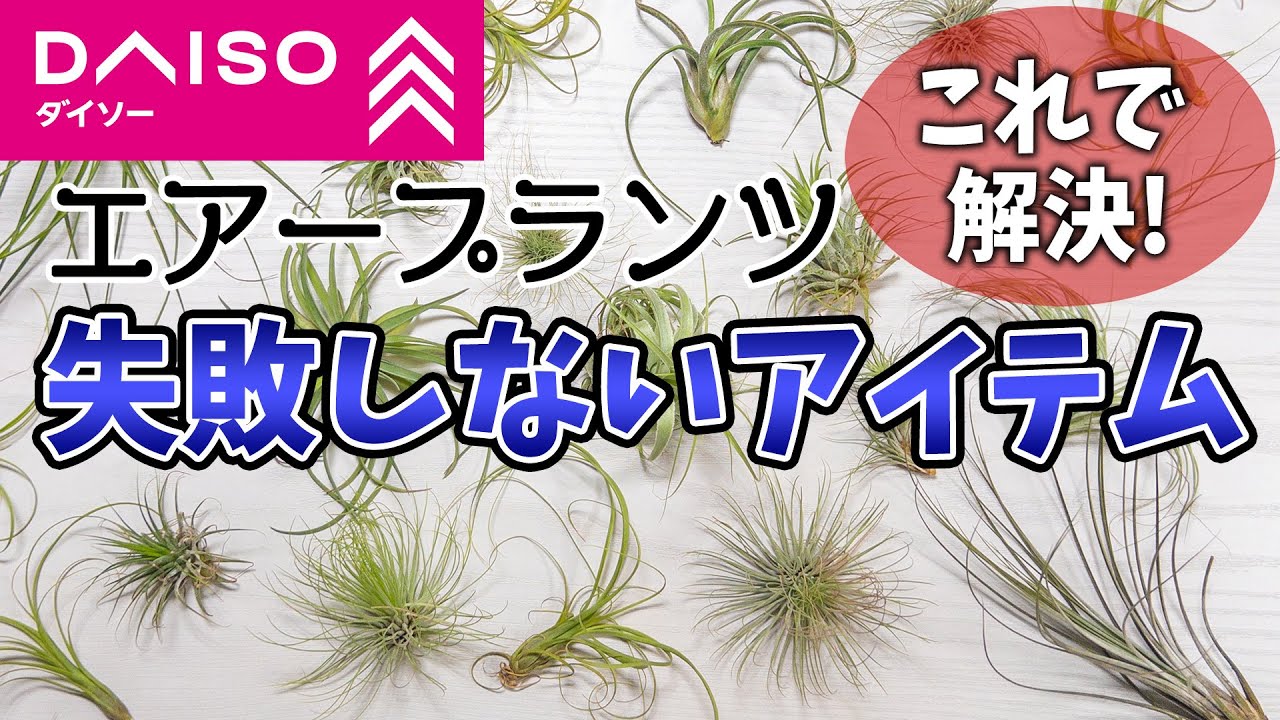 ダイソーエアープランツ失敗しない育て方＋15種ご紹介