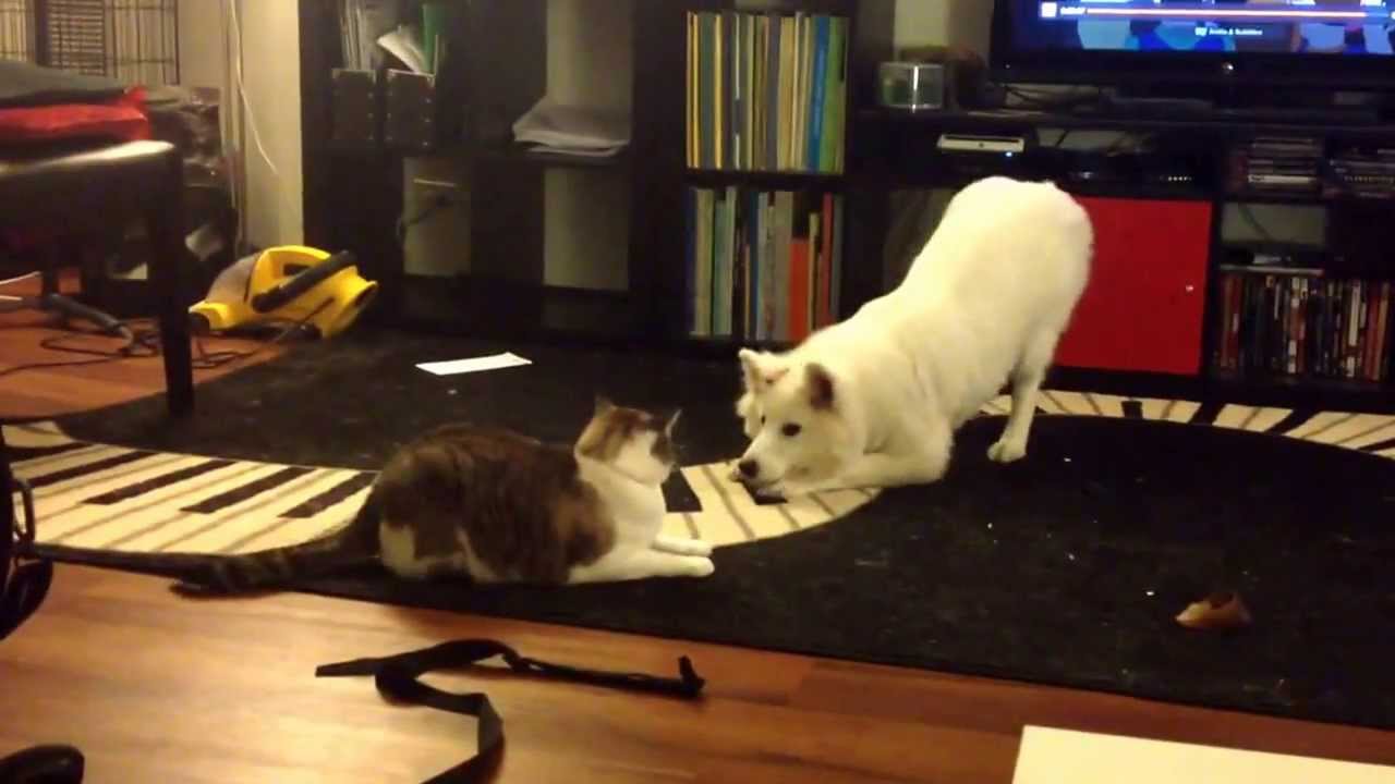 Epic battle between Samoyed puppy and Cat