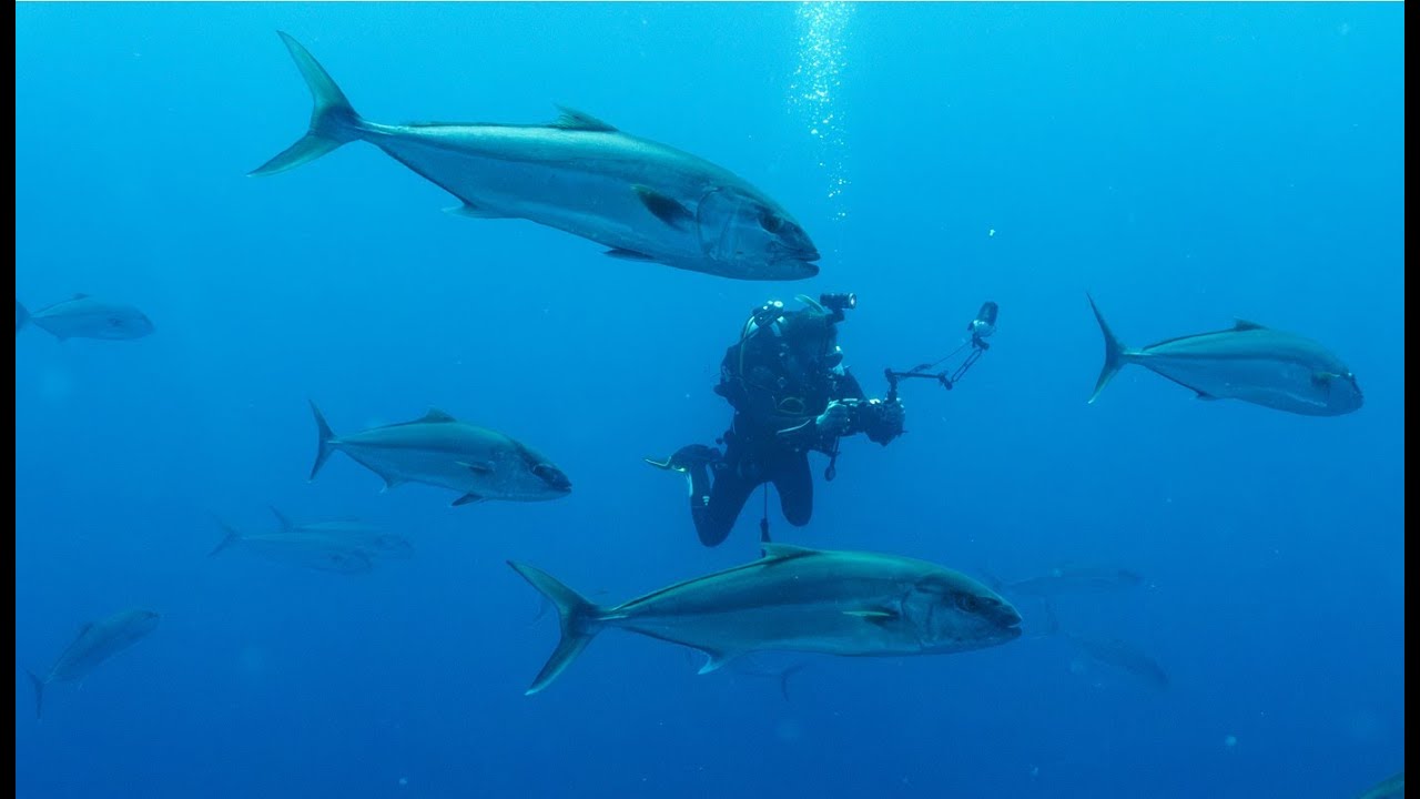 School of Amberjacks on Alonissos, Greece 4k