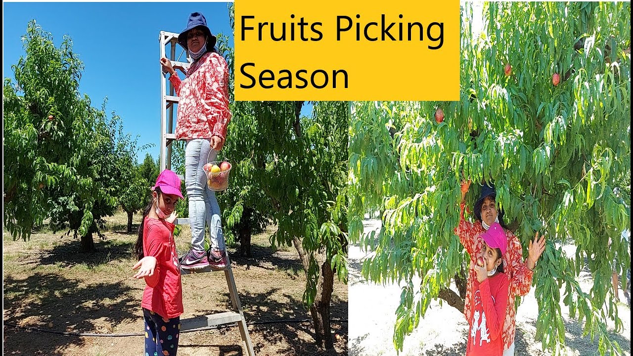 🍑Fruits Picking Season in California. Buying plums, nectarine & peaches from farmers |chunduruvlogs|