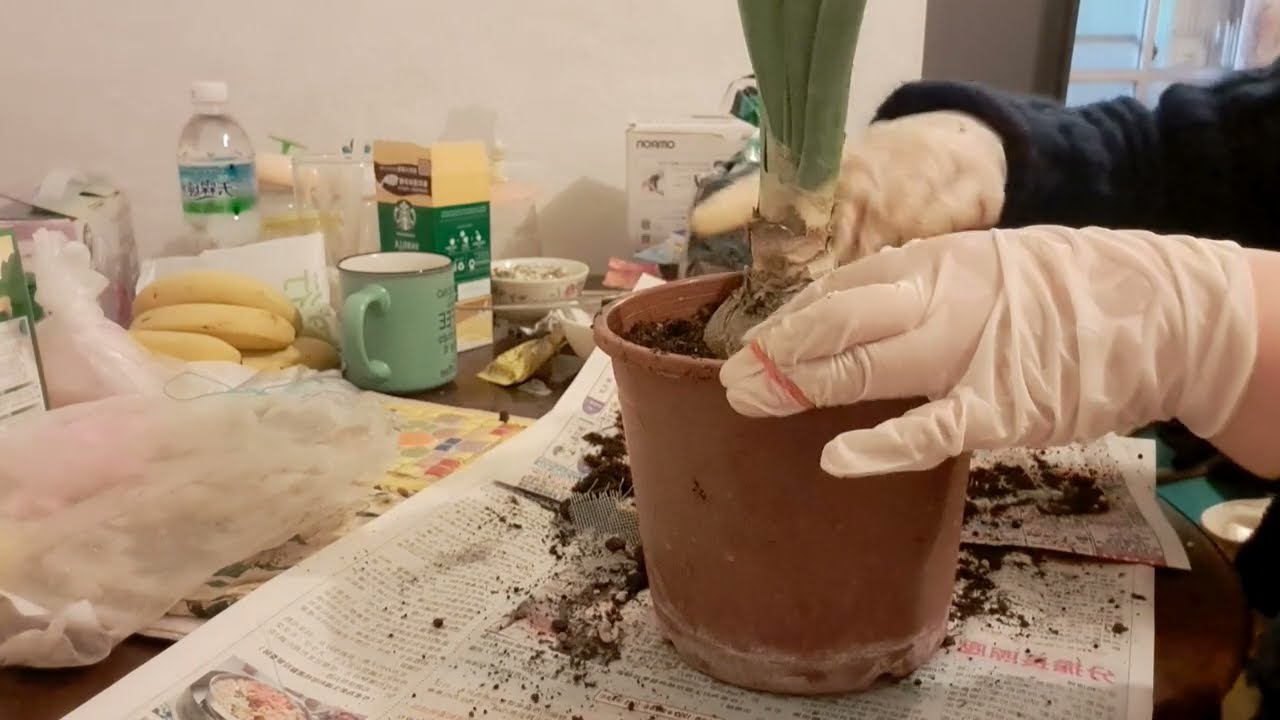 買一棵孤挺花球根，種植孤挺花。