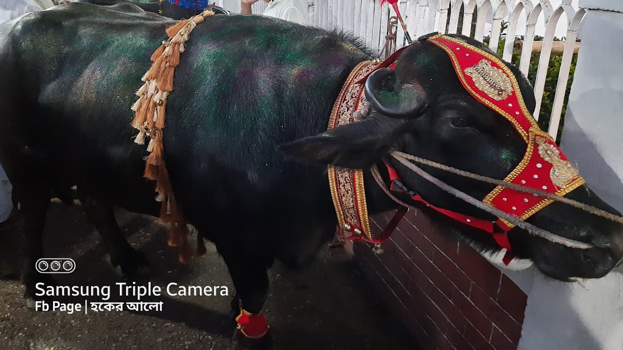 Big হাদিয়া | মহান ২৬ শে আশ্বিন শাহানশাহ্ হক ভাণ্ডারীর ওরশ শরীফে