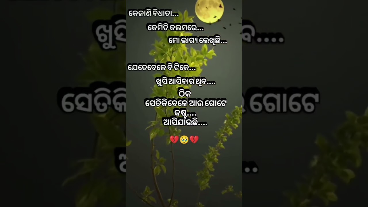 shayari  shorts video