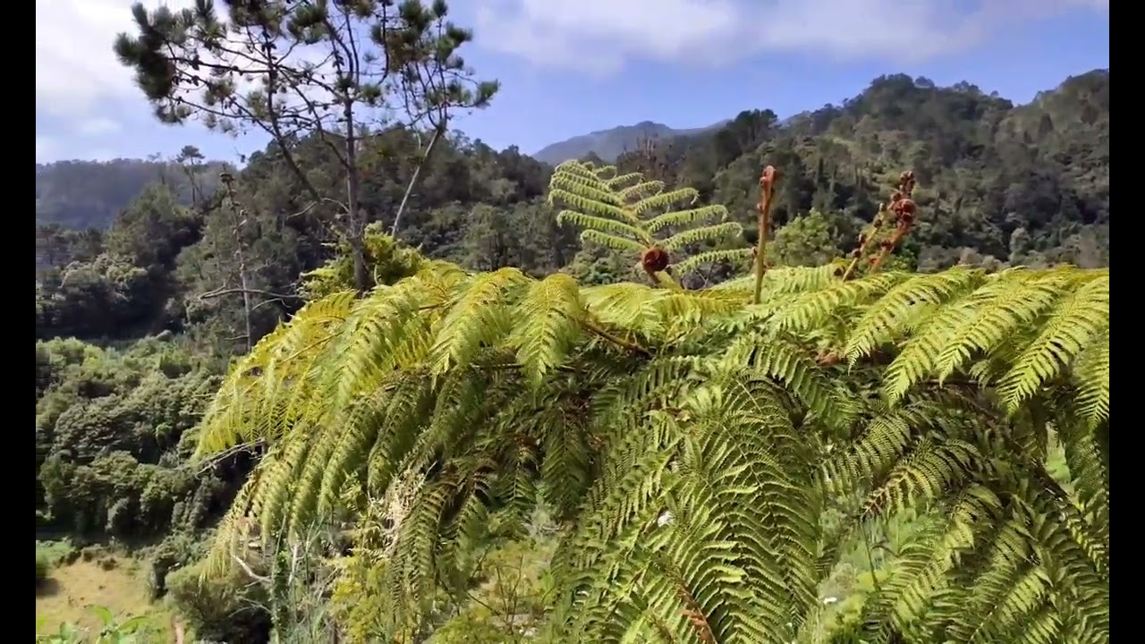 Ilha SANTANA Madeira