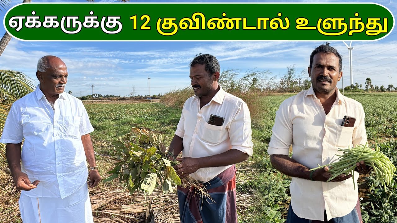 ஏக்கருக்கு 12 குவிண்டால் உளுந்து | 12 quintals of sorghum per acre | Ponnuswamy Agriculture Oils