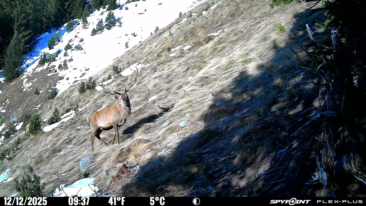 Piège photo maurienne 