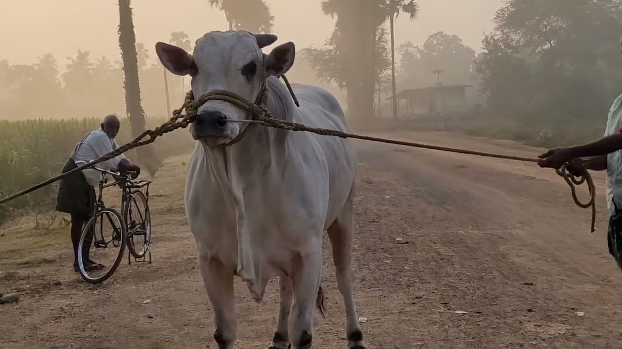 Veera simha RK bull vetapalem....