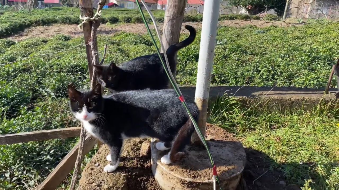 Kediler ve Güneşli Bir Kış Günü