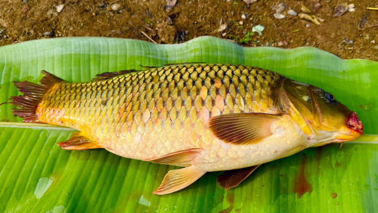 Cá chép nướng muối // Sơn Hào 