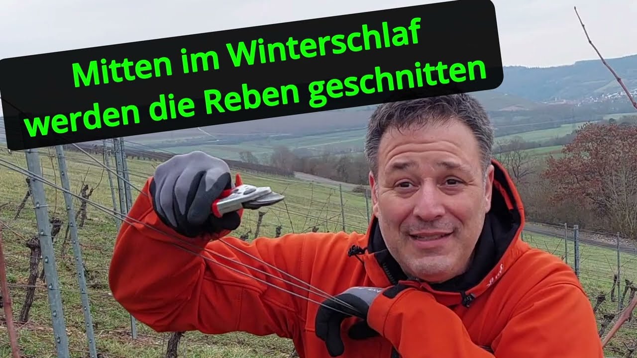 www.dein-weincoach.de Der Rebschnitt mit Winzer und Weincoach Stefan Fleuchaus