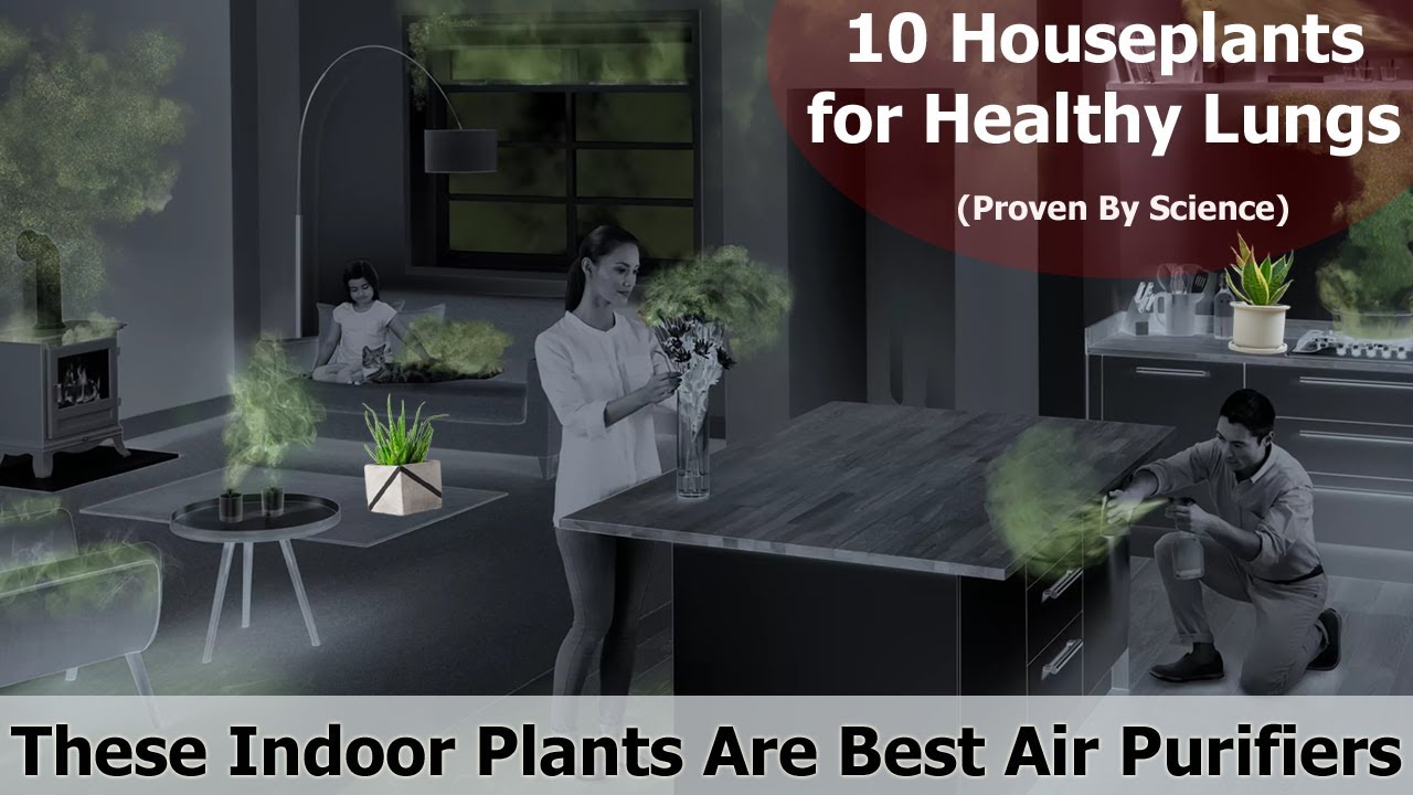 10 Houseplants for Healthy Lungs (Proven By Science)