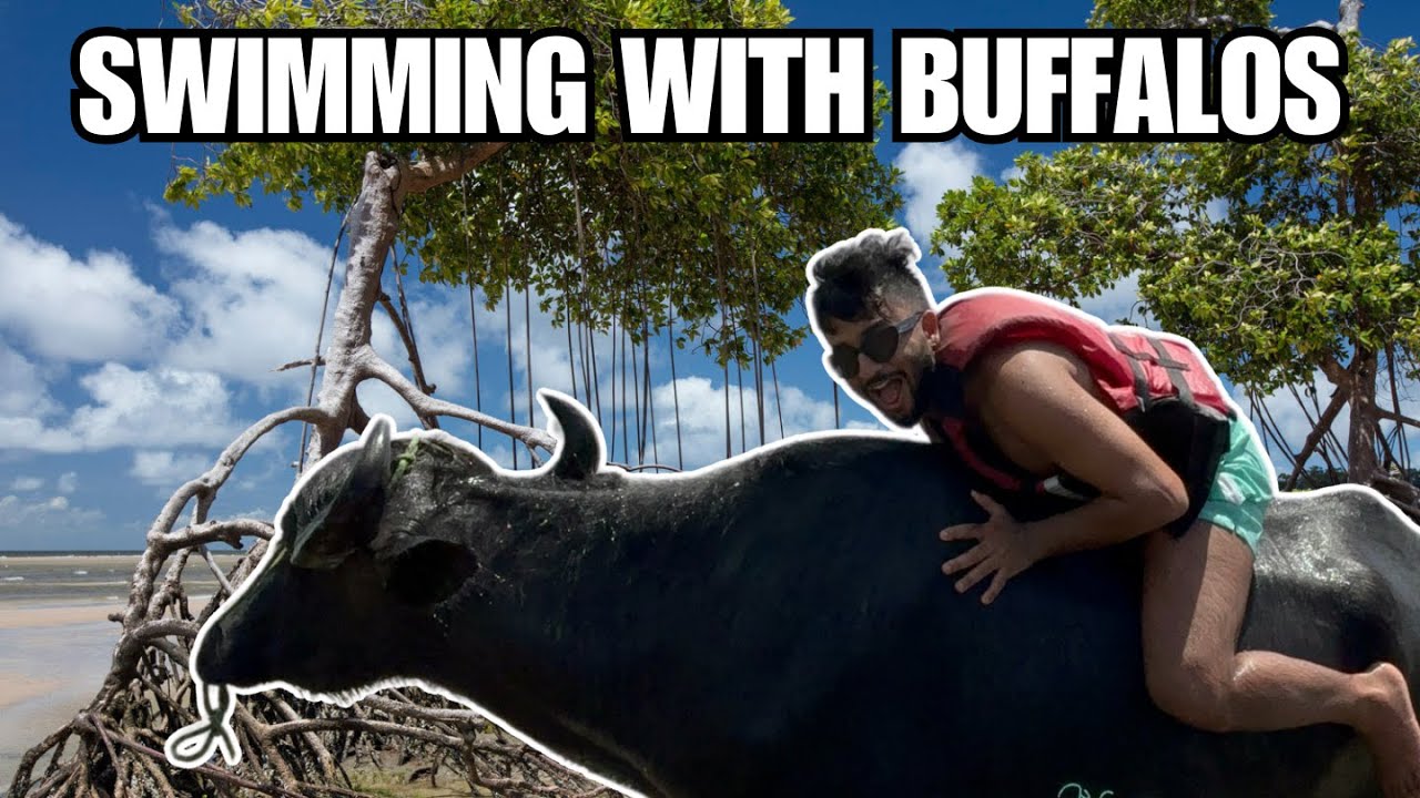 Ilha Marajo - Brazil's Undiscovered Amazon 🇧🇷🌳