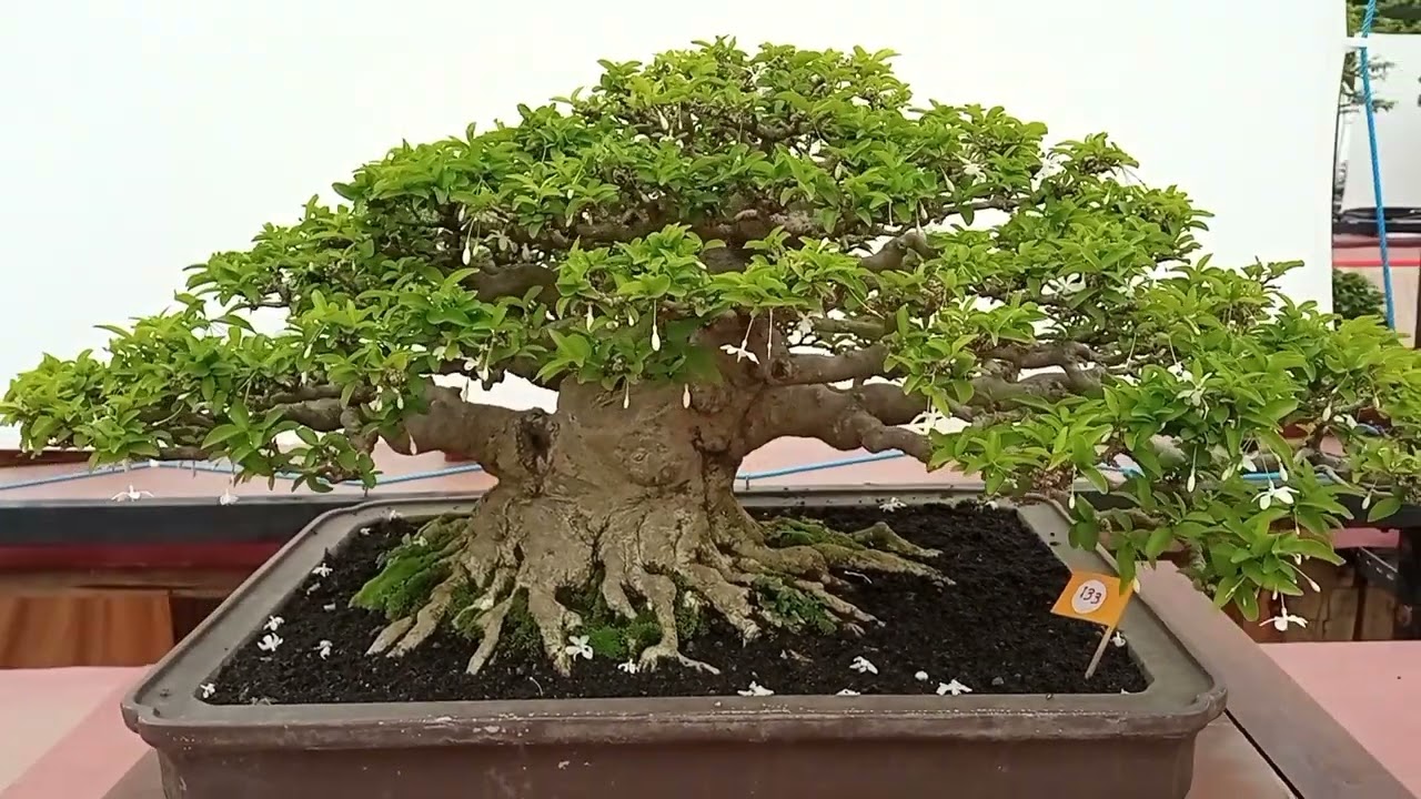 Mewah..., Bonsai Anting Putri / Wrightia Religiosa