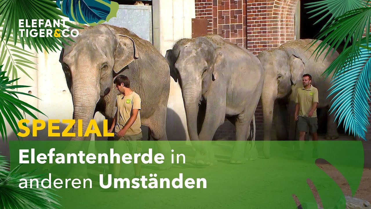 Elefantenherde in anderen Umständen - Spezialsendung | Elefant, Tiger & Co. | MDR