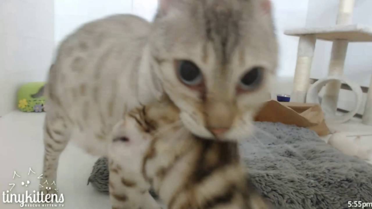 Tiny Kittens Felicity carries kitten around at beginning and 5 mins into impressive