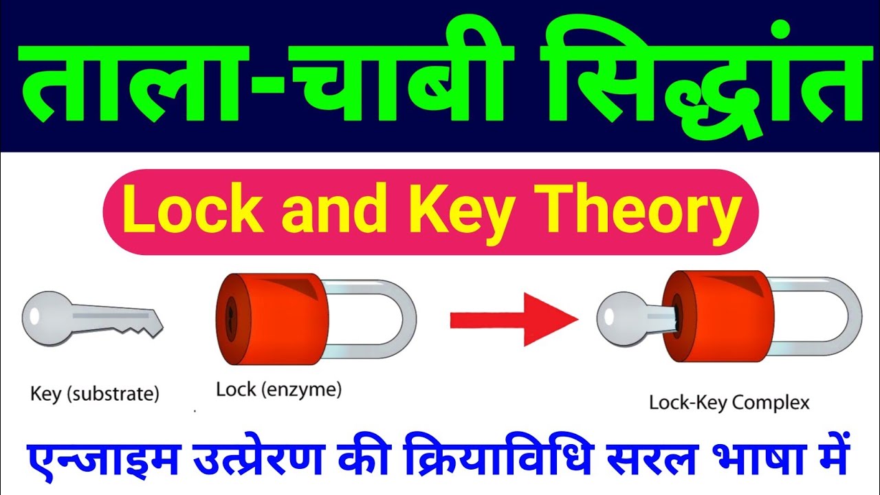 एंजाइम का ताला चाबी सिद्धांत | lock and key theory of enzyme | tala chabi siddhant | lock key model