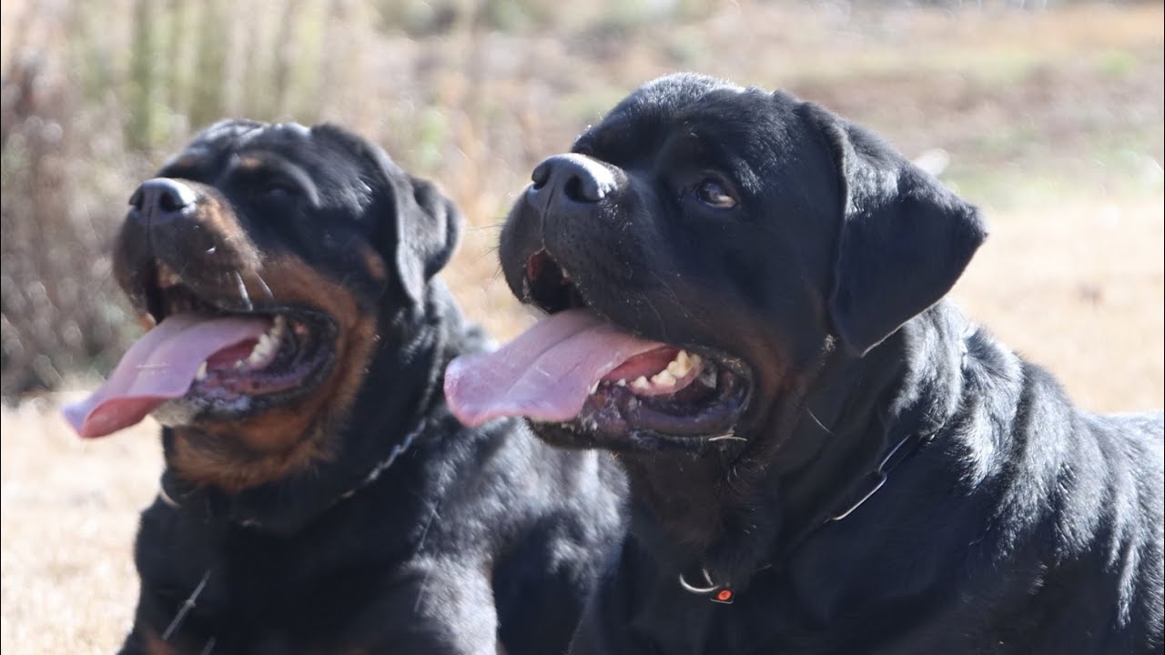 Rottweiler Vlogs Ep. 125 Mizzo & Mack (Vince | Bark K9)