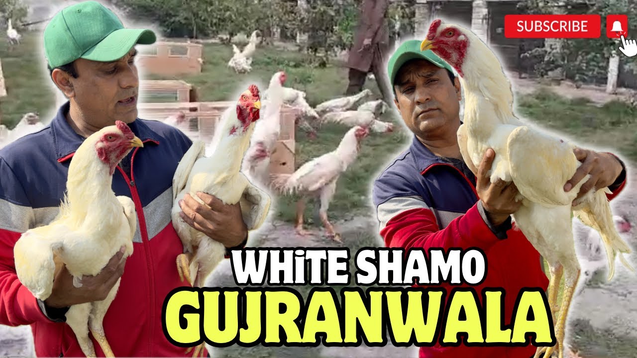 White Shamo Aseel Price in Pakistan - White Shamo Aseel Chicks Price in Pakistan